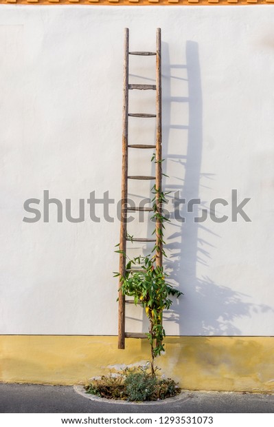 Old Wooden Ladder Flowers Decoration On Stock Photo Edit Now