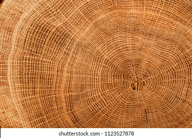 Old wooden oak tree cut surface. Detailed warm dark brown and orange tones of a felled tree trunk or stump. Rough organic texture of tree rings with close up of end grain. - Shutterstock ID 1123527878