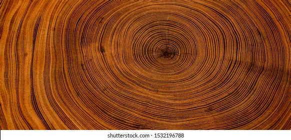 Old wooden oak tree cut surface. Detailed warm dark brown and orange tones of a felled tree trunk or stump. Rough organic texture of tree rings with close up of end grain. - Shutterstock ID 1532196788