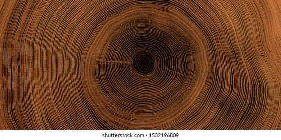 Old wooden oak tree cut surface  Detailed warm dark brown   orange tones felled tree trunk stump  Rough organic texture tree rings and close up end grain 