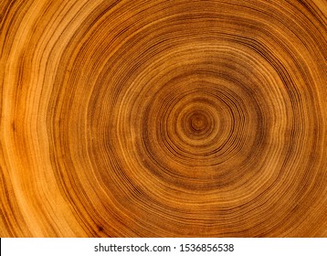Old wooden oak tree cut surface. Detailed warm dark brown and orange tones of a felled tree trunk or stump. Rough organic texture of tree rings with close up of end grain. - Shutterstock ID 1536856538