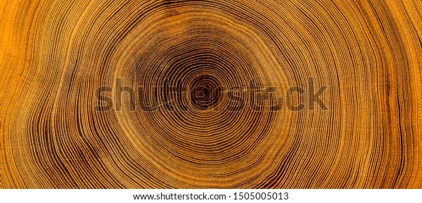 Old wooden oak\
tree cut surface. Detailed warm dark brown and orange tones of a\
felled tree trunk or stump. Rough organic texture of tree rings\
with close up of end grain.