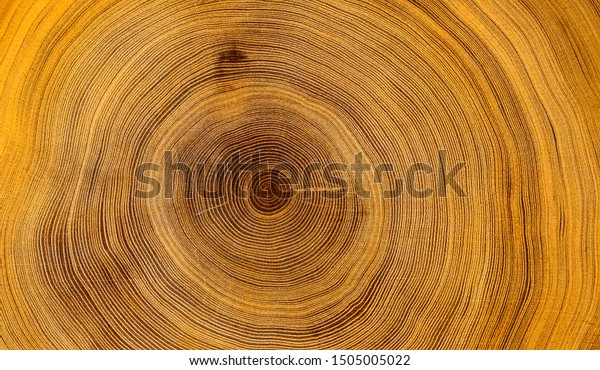 Old wooden oak\
tree cut surface. Detailed warm dark brown and orange tones of a\
felled tree trunk or stump. Rough organic texture of tree rings\
with close up of end grain.
