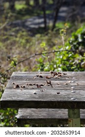 Old Wooden Plank Tabletop Of Picnic Bench Covered In Leaves