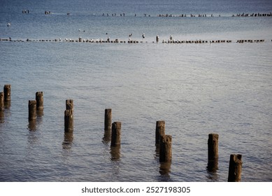 old wooden posts from a military road in the baltic sea and black birds on an autumn day - Powered by Shutterstock