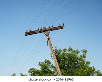 An Old Wooden Power Pole And A Green Tree