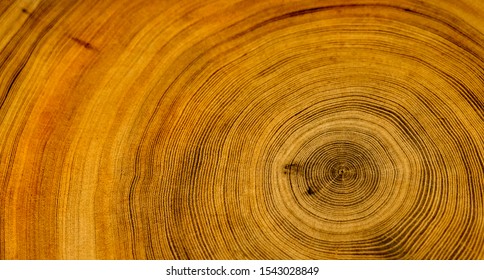 Old wooden tree cut surface. Detailed warm dark brown and orange tones of a felled tree trunk or stump. Rough organic texture of tree rings with close up of end grain. - Shutterstock ID 1543028849