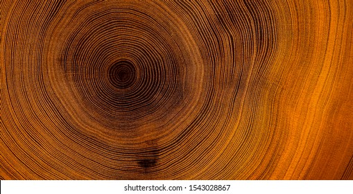 Old wooden tree cut surface. Detailed warm dark brown and orange tones of a felled tree trunk or stump. Rough organic texture of tree rings with close up of end grain. - Shutterstock ID 1543028867