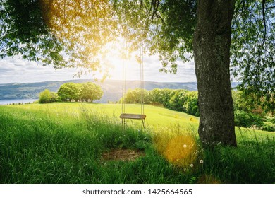 Old wooden vintage swing hanging from a large tree on green grass background, in golden evening sunlight
