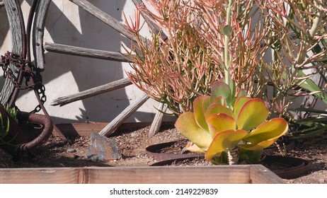 Old wooden wheel, white wall in mexican rural homestead garden. Succulent plants in provincial village, countryside rustic ranch decor. Hispanic house exterior, country home in California in greenery.
