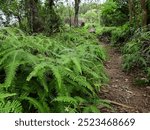 Old world forked fern (Dicranopteris linearis) occupy both sides of the hiking trail on the hill in northern Taiwan.