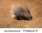 Old World porcupine or Hystricidae (Hystrix cristata) 