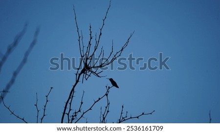 Similar – Image, Stock Photo Ice Bird Crow Tree Winter