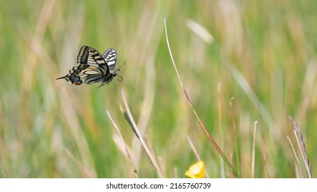 Old World Swallowtail Butterfly (Papilio Machaon) Flying Across A Wildflower Meadow In Early Summer, Norfolk, UK.