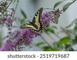 Old World Swallowtail or common yellow swallowtail (Papilio machaon) sitting on summer lilac in Zurich, Switzerland