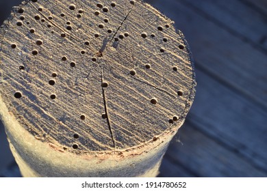 Old worm pricked beech log 
