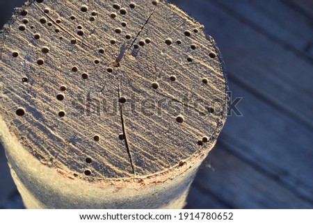 Old worm pricked beech log 