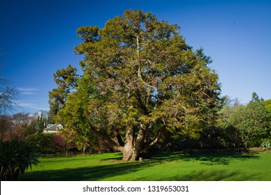 Old Yew Tree In The Garden.