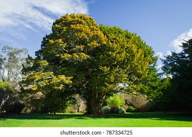 Old Yew Tree In The Garden.