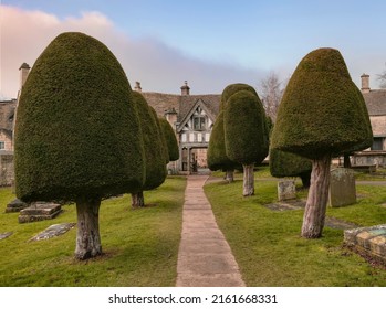 The old yews at Painswick, Cotswolds, Gloucestershire, England.
