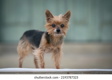 Old Yorkshire Terrier Dog Portait