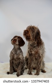 Wirehaired Pointing Griffon Growth Chart