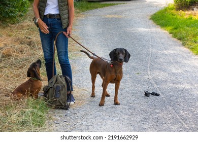 Old And Young Tracker Dog Beside A Gravel Road