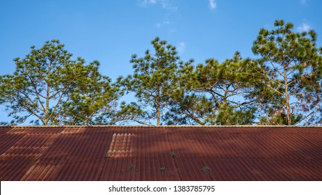 Old Zinc Roof There, There Are Branches Of Pine Trees And The Sky As A Backdrop.