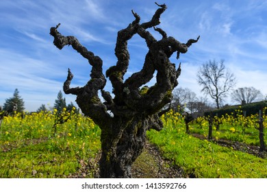 Old Zinfandel Vine In Napa Valley