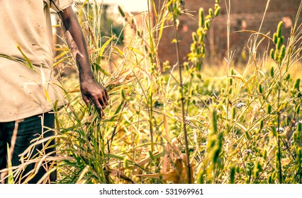 Older african farmer walking through his field showing his crop