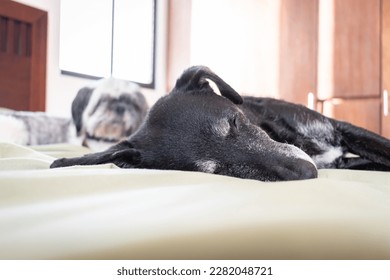 Older black dog with gray hair, lying comfortably on a bed. In the background out of focus a puppy looking at the camera. - Shutterstock ID 2282048721