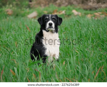 Older, black and white haired mongrel dog posing with brown eyed gaze straight ahead, sitting in a field of tall green grass one spring afternoon in the sunshine
 Сток-фото © 