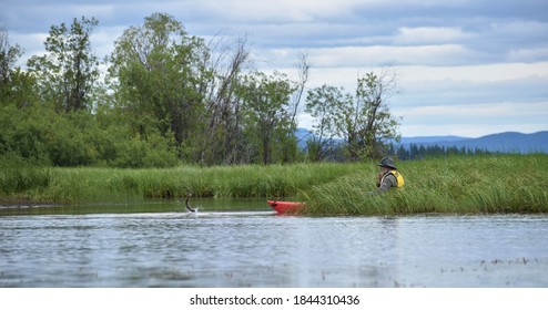 Older Caucasian Man Fly Fishing From A Kayak.  Fish Jumping. Thick Grass Or Reeds And Trees In The Background.