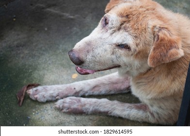 Older Dogs With Skin Disease, Old Dog With Leprosy