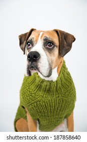 Older Fawn Colored Boxer Dog Wearing Green Wool Sweater