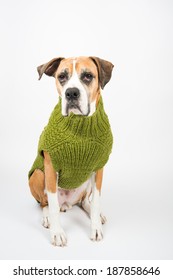 Older Fawn Colored Boxer Dog Wearing Green Wool Sweater