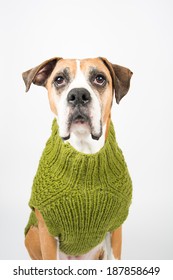 Older Fawn Colored Boxer Dog Wearing Green Wool Sweater