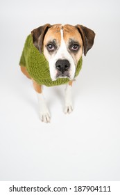 Older Fawn Colored Boxer Dog Wearing Green Wool Sweater