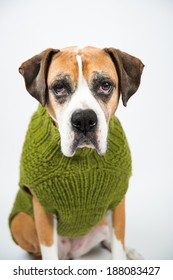 Older Fawn Colored Boxer Dog Wearing Green Wool Sweater