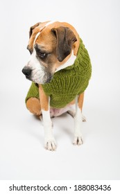 Older Fawn Colored Boxer Dog Wearing Green Wool Sweater