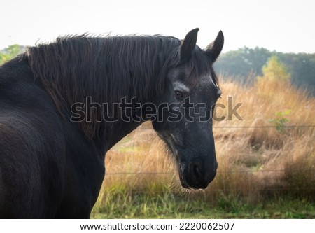 Older Frisian horse with grey face looking back