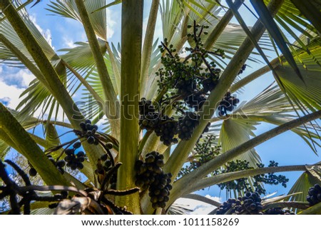 Older fruit, right. with young female rachilla palm tree - Brazil