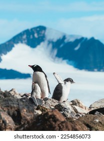 An older gentoo chick has had enough of his mother ignoring him over his younger sister and decides to head off on his own down the mountain to find food. Brown Bluff, the Antarctic peninsula. - Shutterstock ID 2254856073