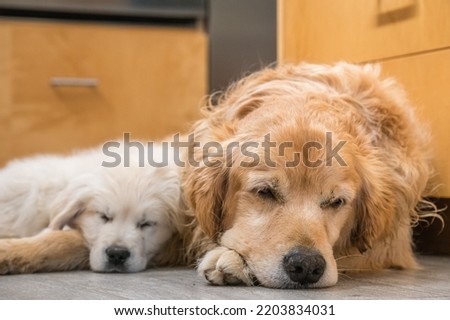 Older golden retriever and small puppy golden retriever sleeping together on floor of home kitchen. Intentional selective focus. Background blur.