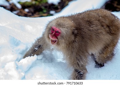 An Older Japanese Macaque, Or Snow Monkey, Snarls At Another Monkey After A Brief Fight.  These Monkeys Are The Northern Most Non-human Primates In The World.