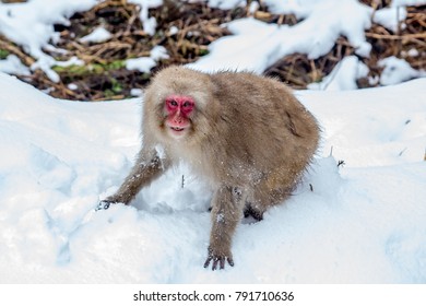 An Older Japanese Macaque, Or Snow Monkey, Snarls At Another Monkey After A Brief Fight.  These Monkeys Are The Northern Most Non-human Primates In The World.