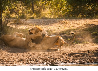 Older Lion Biting Younger Lion's Leg In A Fight