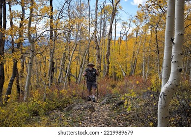 Older man with beard hiking a leaf covered dense Aspen tree forest in Utah. - Shutterstock ID 2219989679
