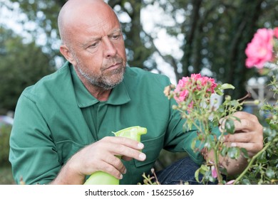 An Older Man Cutting Flowers