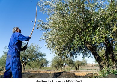 Older man dressed in blue harvesting olives in the traditional way with a stick with plenty of copy space on the right - concept of labor and agriculture.